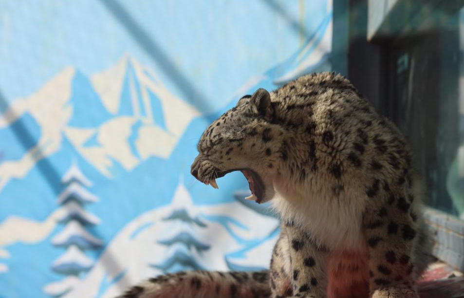 救護(hù)與新生：雪豹家族的守護(hù)密碼