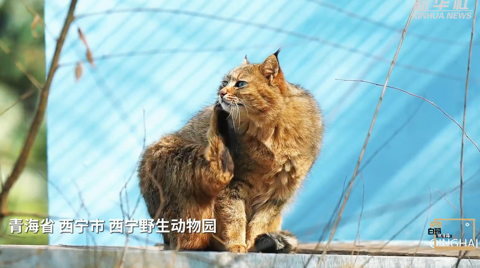 央秀白瑪說青海｜這座高原古城緣何屢屢讓人感動(dòng)