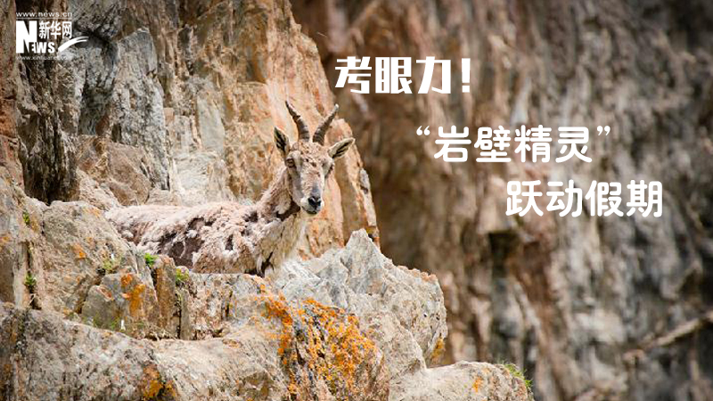 三江源慢直播丨考眼力！&ldquo;巖壁精靈&rdquo;躍動(dòng)假期