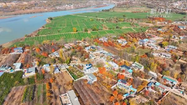 青?；。喝f畝冬小麥染綠黃河畔