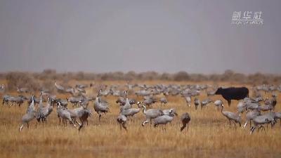壯觀！遷徙灰鶴&ldquo;備降&rdquo;青海都蘭