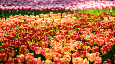 顏值爆表！青海西寧開啟&ldquo;花城&rdquo;模式